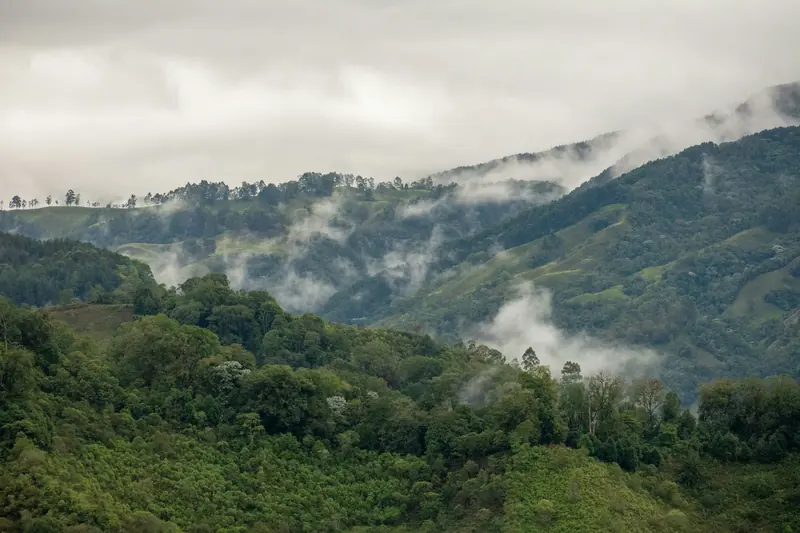Cloud forest on high Andean mountains