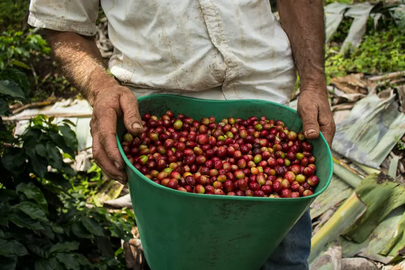 A grower holding a bucket of ripe coffee cherries