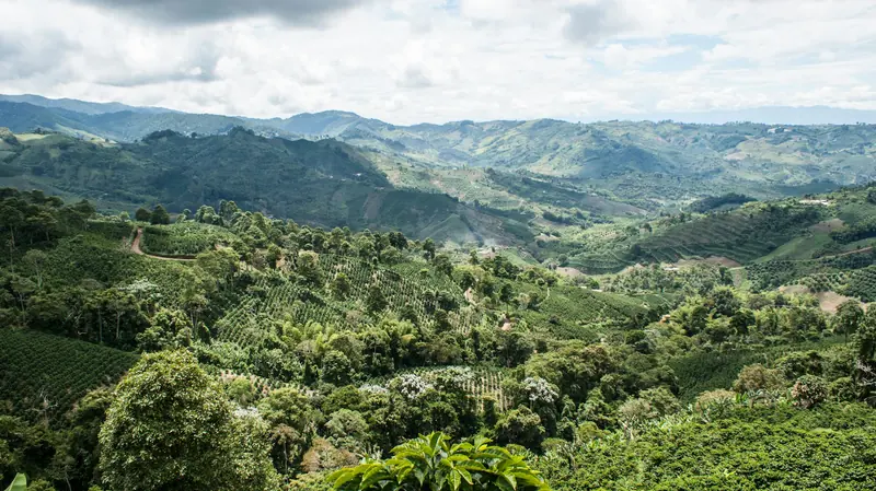 Coffee-covered mountains in the Colombian Andes